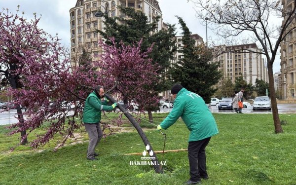 Güclü külək nəticəsində 368 ağac sınıb