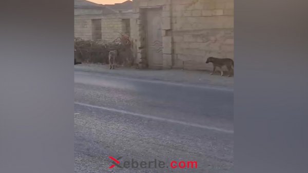 Saray qəsəbəsində sahibsiz küçə itləri təhlükə mənbəyinə çevrilib Saray qəsəbəsində sahibsiz küçə itləri təhlükə mənbəyinə çevrilib