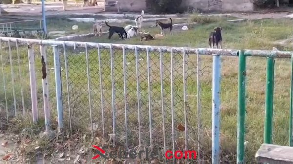Sumqayıtda uşaq bağçasının həyətində sahibsiz itlər təhlükə yaradır
