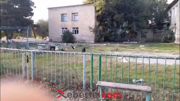 Sumqayıtda uşaq bağçasının həyətində sahibsiz itlər təhlükə yaradır