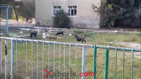 Sumqayıtda uşaq bağçasının həyətində sahibsiz itlər təhlükə yaradır