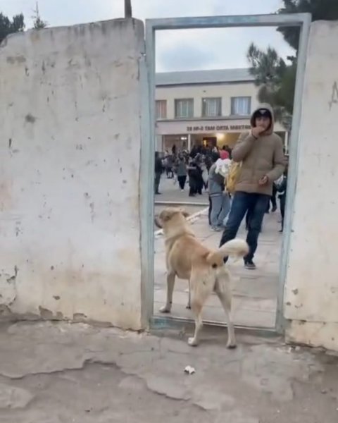 Sumqayıtda məktəb həyətində sahibsiz itlər narahatlıq yaradıb VİDEO